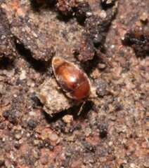Sericoderus