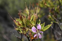 Pelargonium scabrum