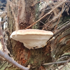 Inocutis tamaricis