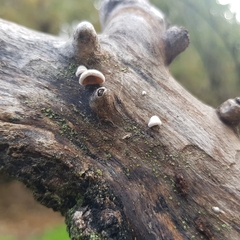 Schizophyllum amplum