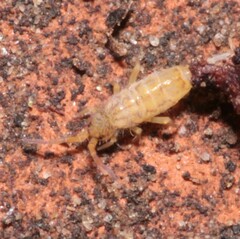 Orchesella