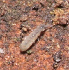 Vertagopus pseudocinereus