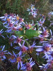 Ephippiger perforatus