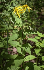 Verbesina helianthoides