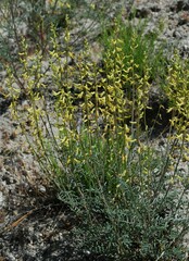 Astragalus filipes