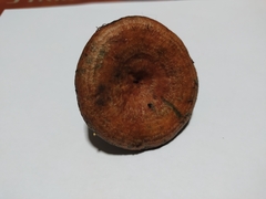 Lactarius sanguifluus