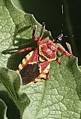 Apiomerus flaviventris