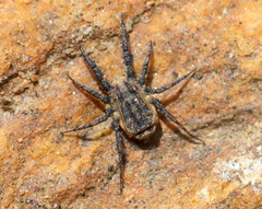 Caeculidae