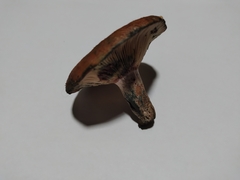 Lactarius sanguifluus