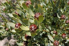 Leucadendron loranthifolium