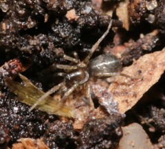 Phrurolithus