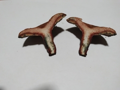 Lactarius sanguifluus