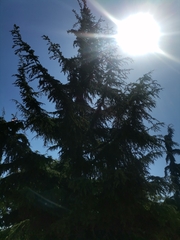 Pinaceae