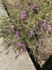 Melaleuca thymifolia