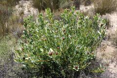 Leucadendron loranthifolium