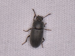Blapstinus