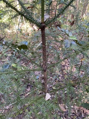 Araucaria