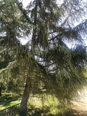 Pinaceae