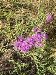 Melaleuca thymifolia