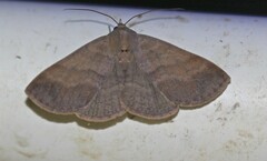 Ophyx eurrhoa
