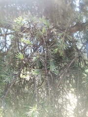 Pinaceae