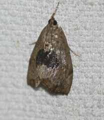 Crocidolomia suffusalis