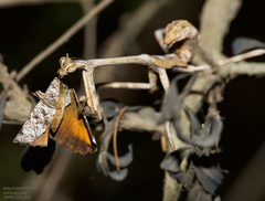 Pseudovates chlorophaea