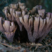 Pig's Ears - Photo (c) Alan Rockefeller, some rights reserved (CC BY), uploaded by Alan Rockefeller