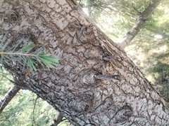 Pinaceae