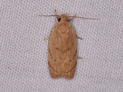 Antaeotricha haesitans