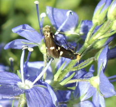 Cauchas leucocerella