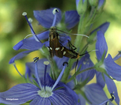 Cauchas leucocerella