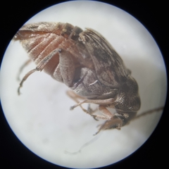 Rhipibruchus picturatus