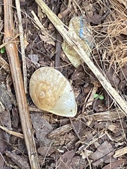 Parthena acutangula