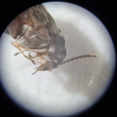 Rhipibruchus picturatus