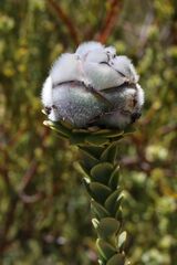 Leucadendron concavum