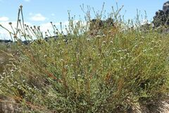 Leucadendron concavum