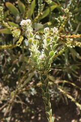 Leucadendron concavum
