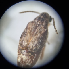 Rhipibruchus picturatus