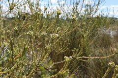 Leucadendron concavum