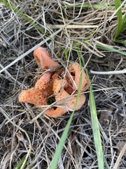 Clathrus columnatus