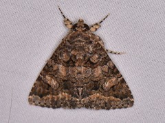 Elousa albicans