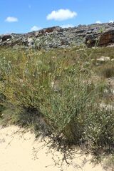 Leucadendron concavum