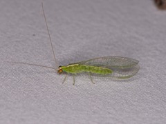 Chrysopodes collaris