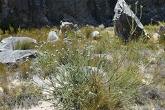 Leucadendron concavum