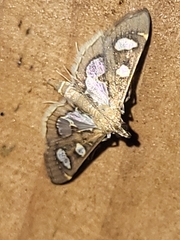 Bocchoris borbonensis