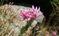 Erica inflata