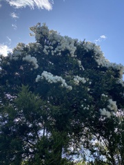 Melaleuca linariifolia