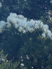 Melaleuca linariifolia