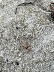 Megalorchestia corniculata